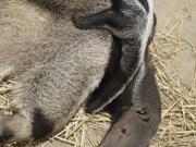 A baby male giant anteater, with his mother, was born on July 30 at the zoo in Bridgeport, Conn. Anteaters give birth to one offspring at a time, and the baby rides on the mother’s back for the first several months of life.