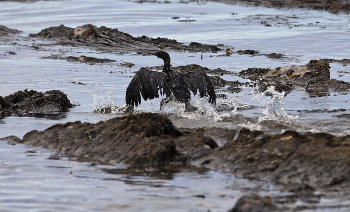 An oil-covered bird tries to flap its wings in May 2015 at Refugio State Beach, north of Goleta, Calif.