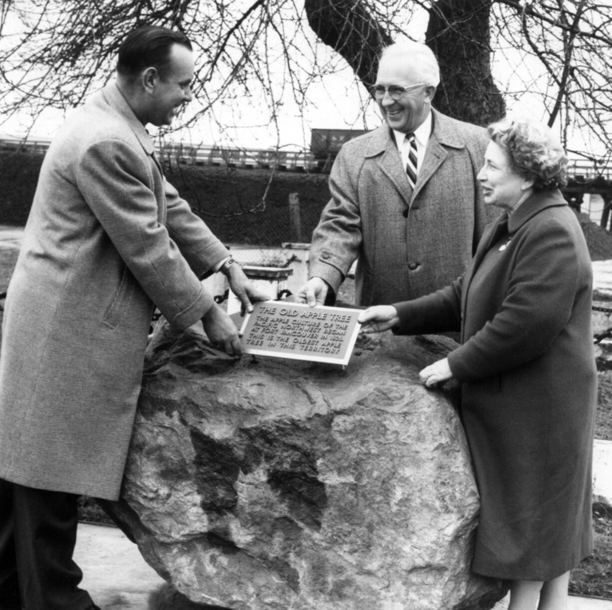 In 1962, Vancouver Mayor P.L. “Bob” Wilson, Dr. John Brougher of the Fort Vancouver Historical Society and Mrs. Horace Baker of the Vancouver Garden Club installed a plaque declaring that the Old Apple Tree, planted in 1826, was the oldest such tree in the terrritory. More than 50 years later, it still stands.