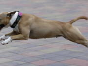 A pit bull terrier owned by Czech entrepreneur Robert Hasek wears a doggy fitness tracker attached to the dog collar Aug. 10 during a demonstration in Prague, Czech Republic.