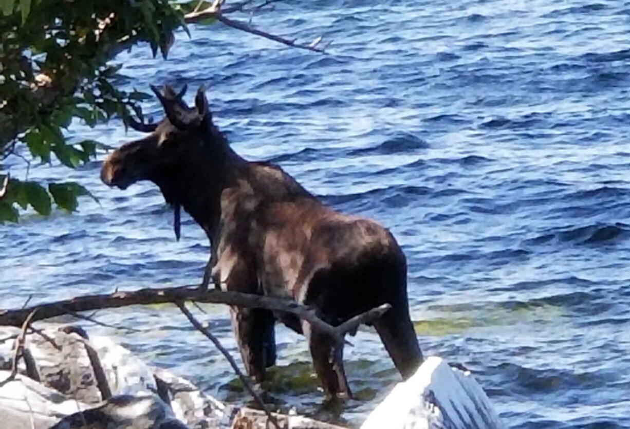 In this Saturday, Sept. 1, 2018, photo provided by Bernadette Toth a moose stands in Lake Champlain in South Hero, Vt. Wildlife officials say the animal had crossed the lake and made it to shore, but went back in the water, after likely feeling threatened by onlookers, and drowned.