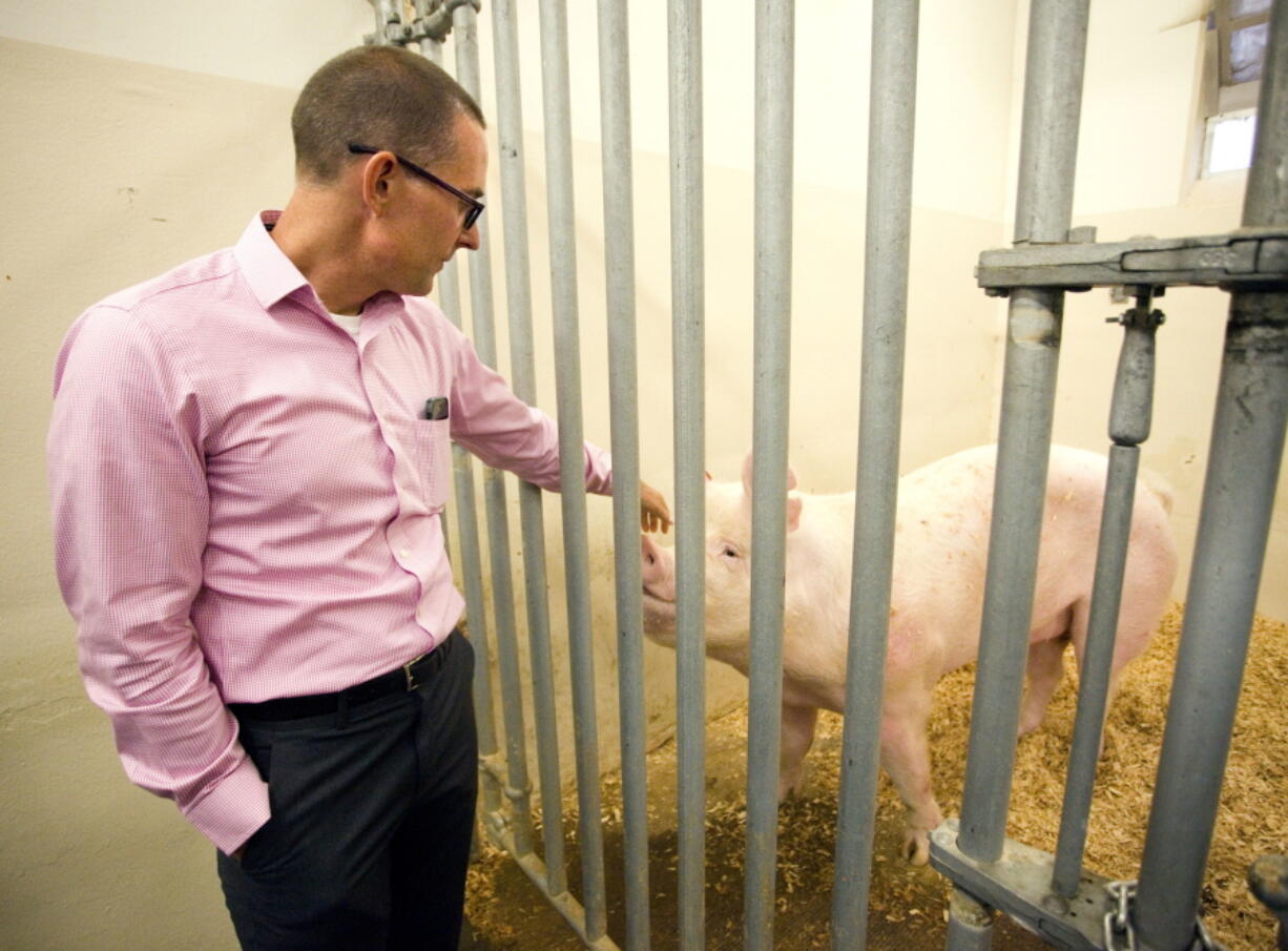 Jon Oatley talks Aug. 23 about a boar that had its genes edited to make it sterile as part of his research at Washington State University in Pullman.