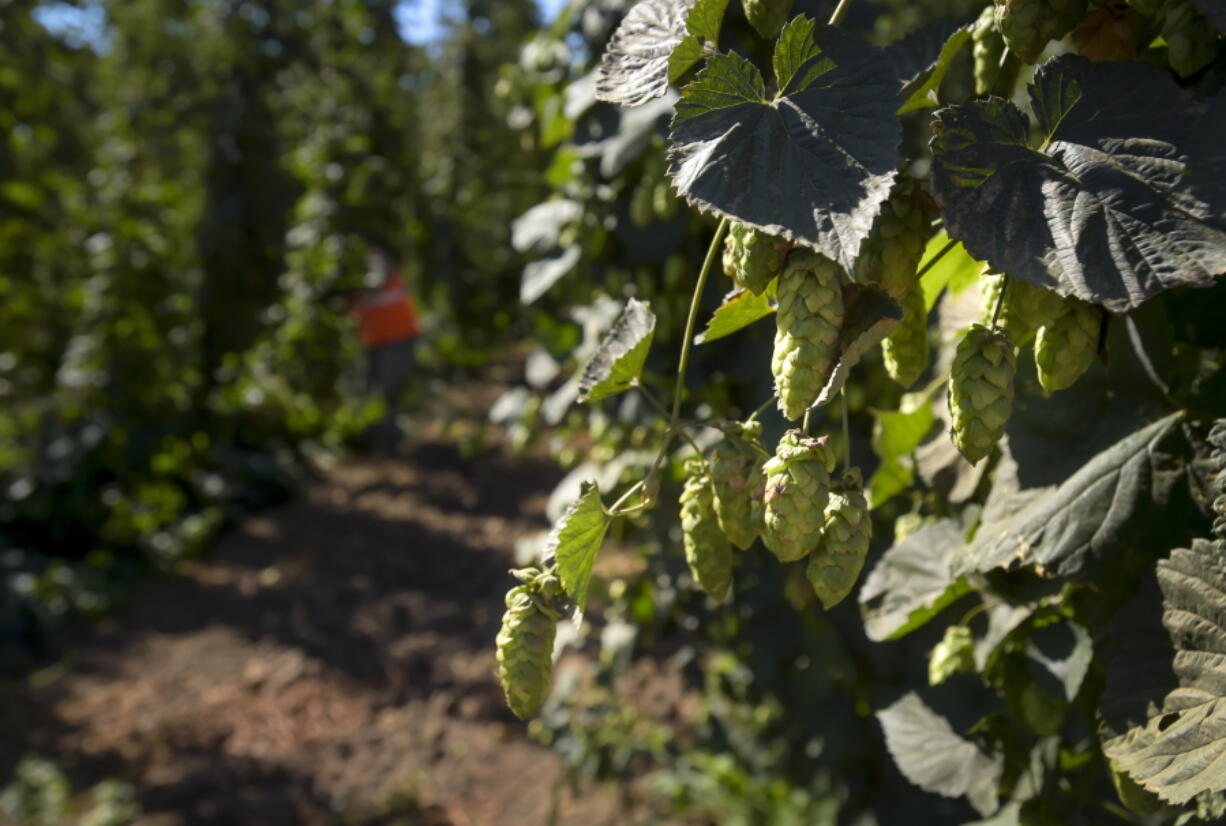 Coleman Agriculture is harvesting part of the 2018 crop of the strata hop, a new variety of hop developed by Shaun Townsend and the Aroma Hops Breeding Program at OSU.