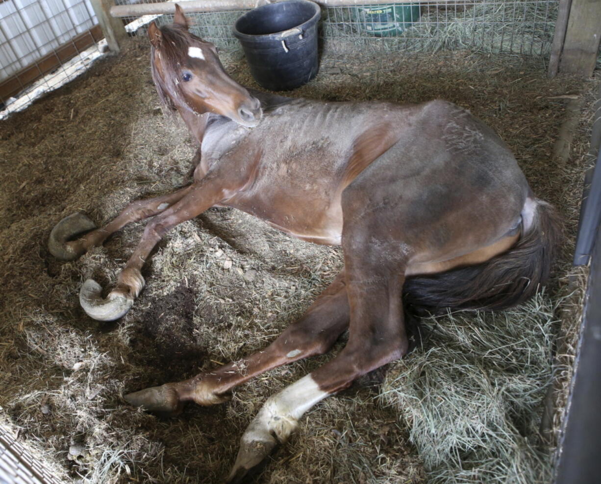 In this March 26, 2018, photo a neglected horse lies in a barn stall while awaiting care from a farrier, at the Deschutes County Livestock Rescue and Shelter in Bend, Ore. Two women have pleaded no contest to 10 counts of animal neglect for failing to care for more than 80 horses on a ranch in Terrebone.