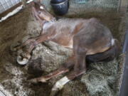 In this March 26, 2018, photo a neglected horse lies in a barn stall while awaiting care from a farrier, at the Deschutes County Livestock Rescue and Shelter in Bend, Ore. Two women have pleaded no contest to 10 counts of animal neglect for failing to care for more than 80 horses on a ranch in Terrebone.