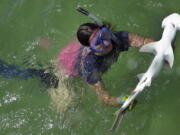 University of California Irvine grad student Samantha Leigh handles a bonnethead shark in 2016 in Irvine, Calif. Bonnethead sharks not only eat grass while chomping fish and squid, they also digest the plant and gain nutrition from it. Yannis P.