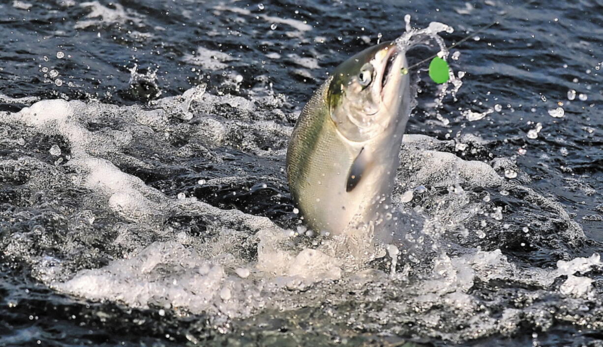 A chinook salmon is hooked near Brookings, Ore. Canada and several U.S. states would reduce their catch of endangered chinook salmon in years with poor fishery returns under an agreement between the U.S. and Canada.