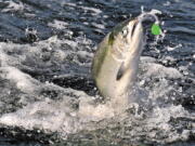 A chinook salmon is hooked near Brookings, Ore. Canada and several U.S. states would reduce their catch of endangered chinook salmon in years with poor fishery returns under an agreement between the U.S. and Canada.