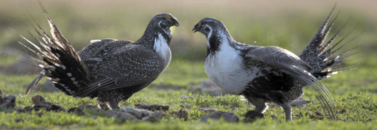 Two sage grouse roosters challenge each other for hens in Rockland, Idaho, on March 25, 2007. An Idaho ranch’s attempt to block U.S. efforts to protect the greater sage grouse has attracted the support of Gov. C.L. “Butch” Otter and other top state Republican leaders.