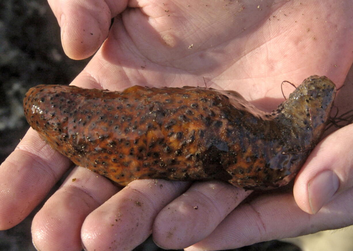 A sea cucumber is seen Dec. 30, 2005, in California.