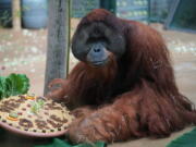 Orangutan Jambi gets a farewell treat Aug. 31 at the Hannover Zoo in Hannover, Germany. Jambi is leaving Hannover for Dallas, where he’ll spend a month in quarantine before moving on to the Audubon Zoo in New Orleans.