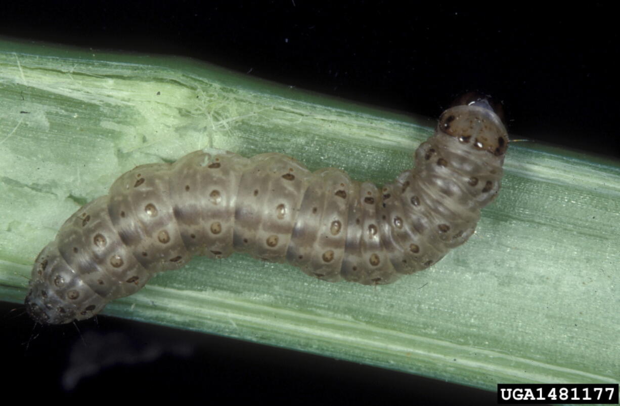 A study found that warmer temperatures would lead to an increase in the number of insects such as this European corn borer.