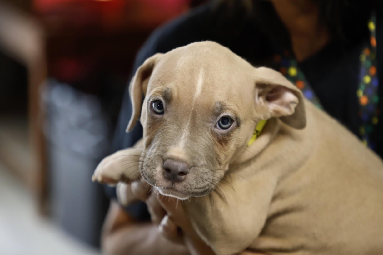 A pit bull mix puppy is held at Mostly Mutts Animal Rescue.