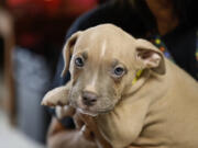 A pit bull mix puppy is held at Mostly Mutts Animal Rescue.