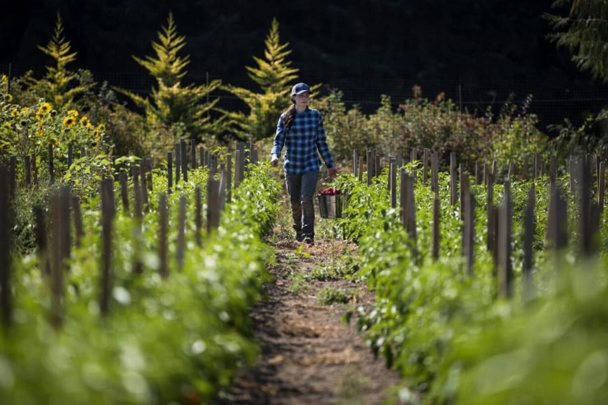 Lauren Ruhe of Vancouver works in August at April Joy Farm in Ridgefield. The 26-year-old started an apprenticeship with the farm a little over a year ago and recently leased her own piece of land in the area to start her own farm. “Healthy eating had always been really important to me. I really like educating people on where their food comes from, plus I love being outside,” Ruhe said.