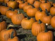 Pumpkins of all sizes, shapes, colors and textures sit in the autumn sunshine, waiting to be purchased and taken home.