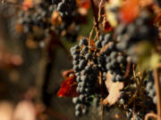 Stavalaura Vineyards, in Ridgefield, is a 5-acre vineyard run by Joe Leadingham. His harvest team processes the 2018 golubok, a Russian-Ukrainian grape.