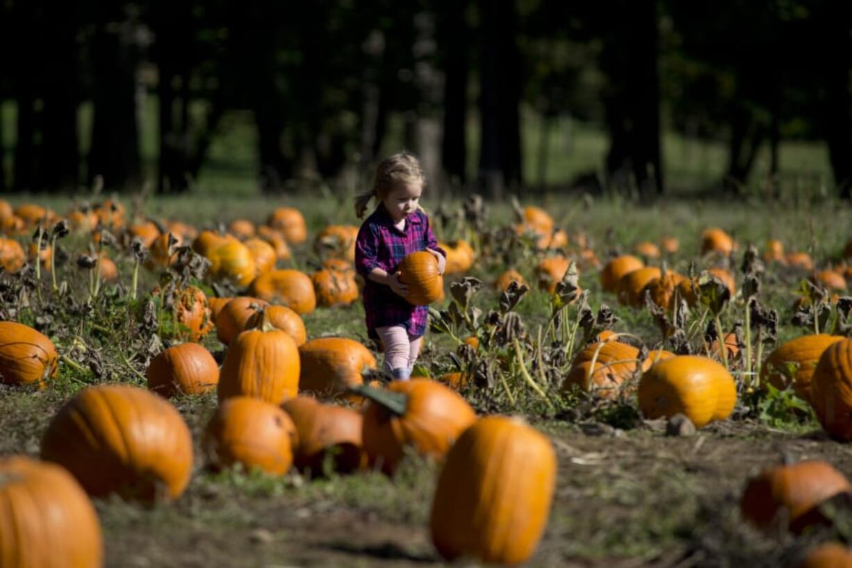 Lilly Wagoner, 2, of Washougal chooses her favorite pumpkin in the patch Saturday at Pomeroy Farm in Yacolt.