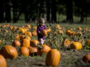 Lilly Wagoner, 2, of Washougal chooses her favorite pumpkin in the patch Saturday at Pomeroy Farm in Yacolt.