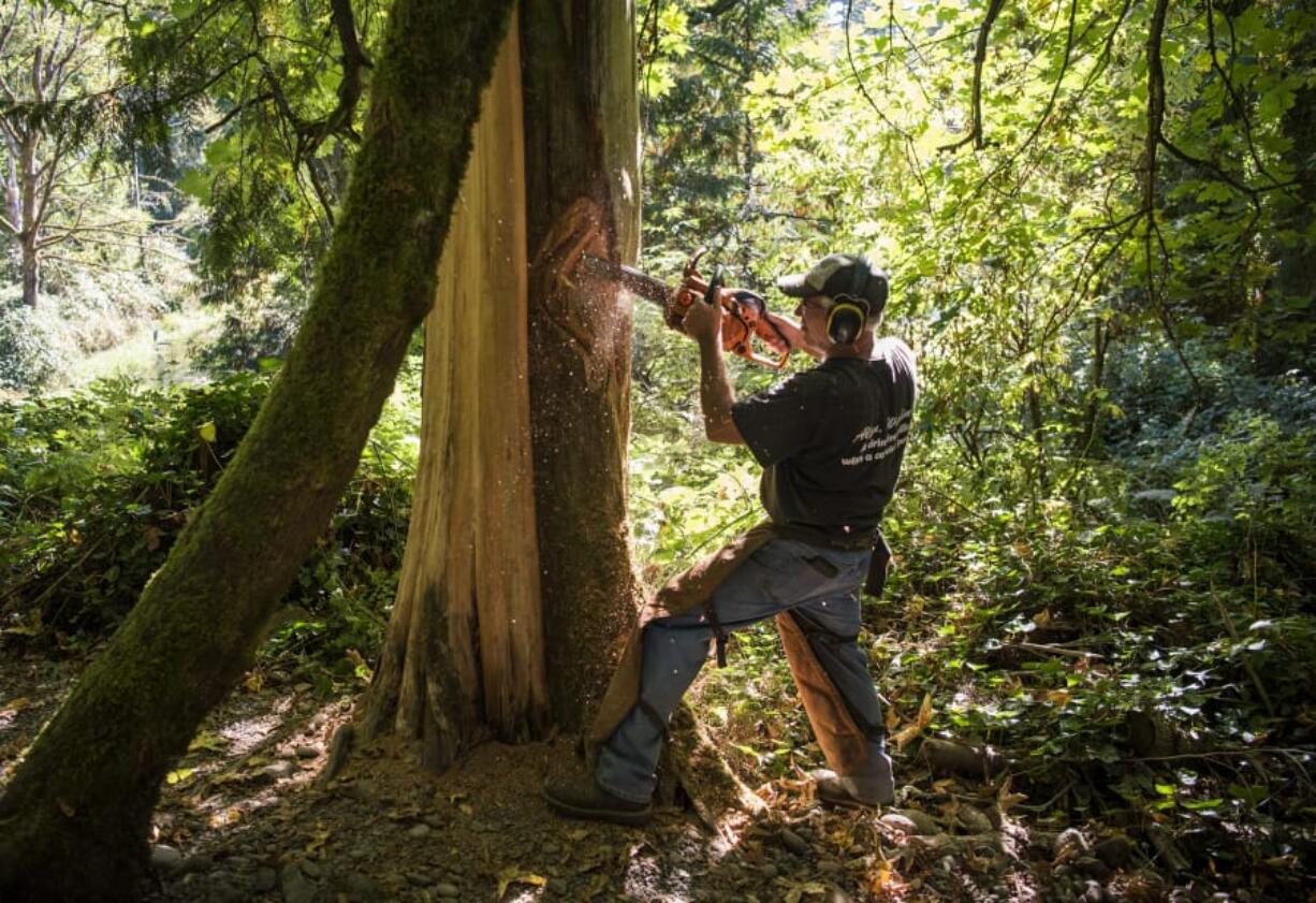 Artist George Kenny carves the profile of a blue heron into the side of a dead cedar along the Heron Loop trail at Columbia Springs Environmental Education Center. “Every tree is a brand new project,” said Kenny. “There’s no boring part about it.” Below: On Monday, Kenny and his son Garrett Aries revealed this tree spirit within a cedar stump at Columbia Springs Environmental Education Center.