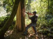 Artist George Kenny carves the profile of a blue heron into the side of a dead cedar along the Heron Loop trail at Columbia Springs Environmental Education Center. “Every tree is a brand new project,” said Kenny. “There’s no boring part about it.” Below: On Monday, Kenny and his son Garrett Aries revealed this tree spirit within a cedar stump at Columbia Springs Environmental Education Center.