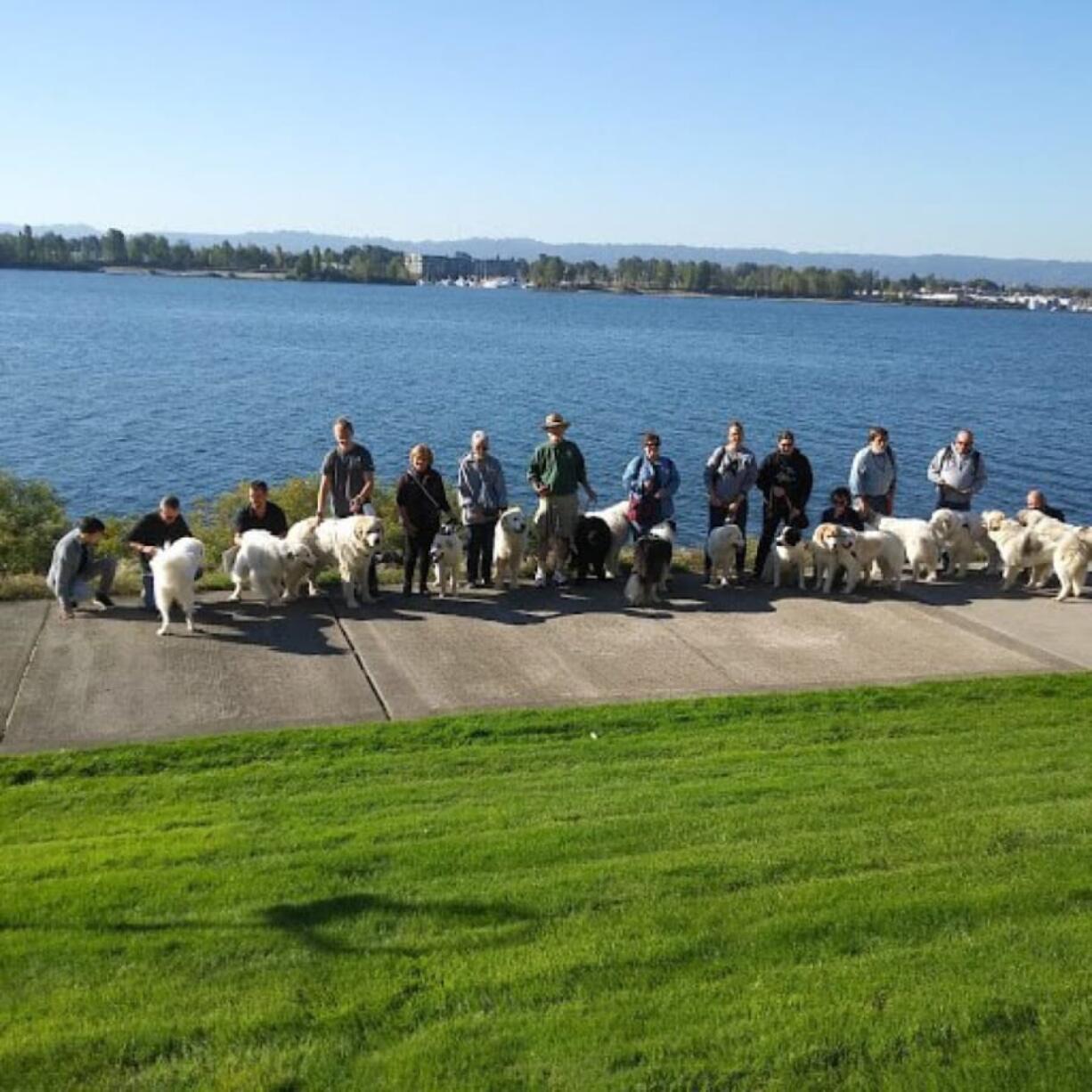 Columbia Way: The Columbia Cascade Great Pyrenees Club took 20 dogs on a walk along the Waterfront Renaissance Trail to answer questions about the breed.