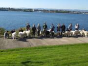 Columbia Way: The Columbia Cascade Great Pyrenees Club took 20 dogs on a walk along the Waterfront Renaissance Trail to answer questions about the breed.