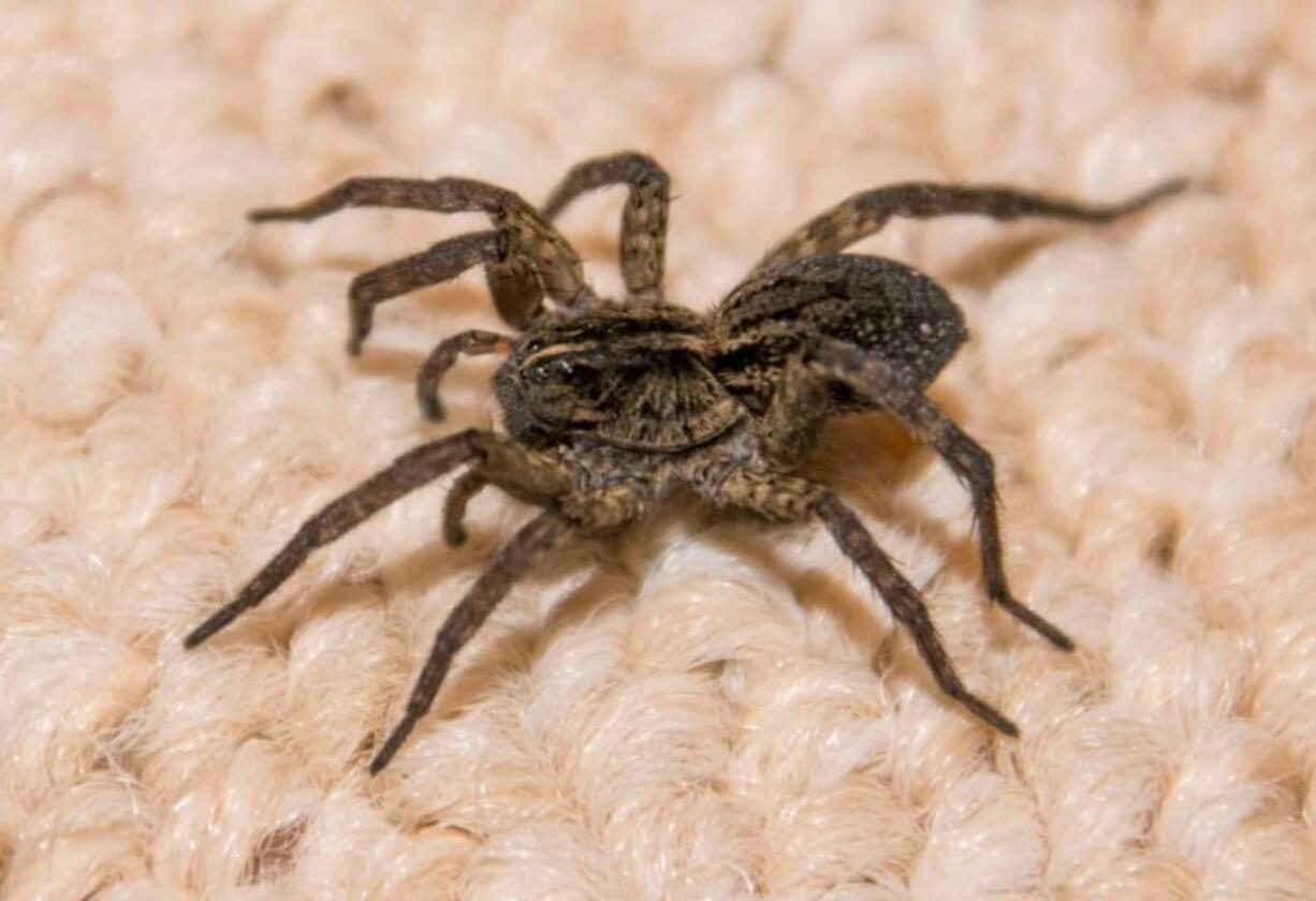 A wolf spider crawls across a basement carpet.