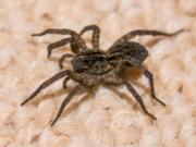 A wolf spider crawls across a basement carpet.