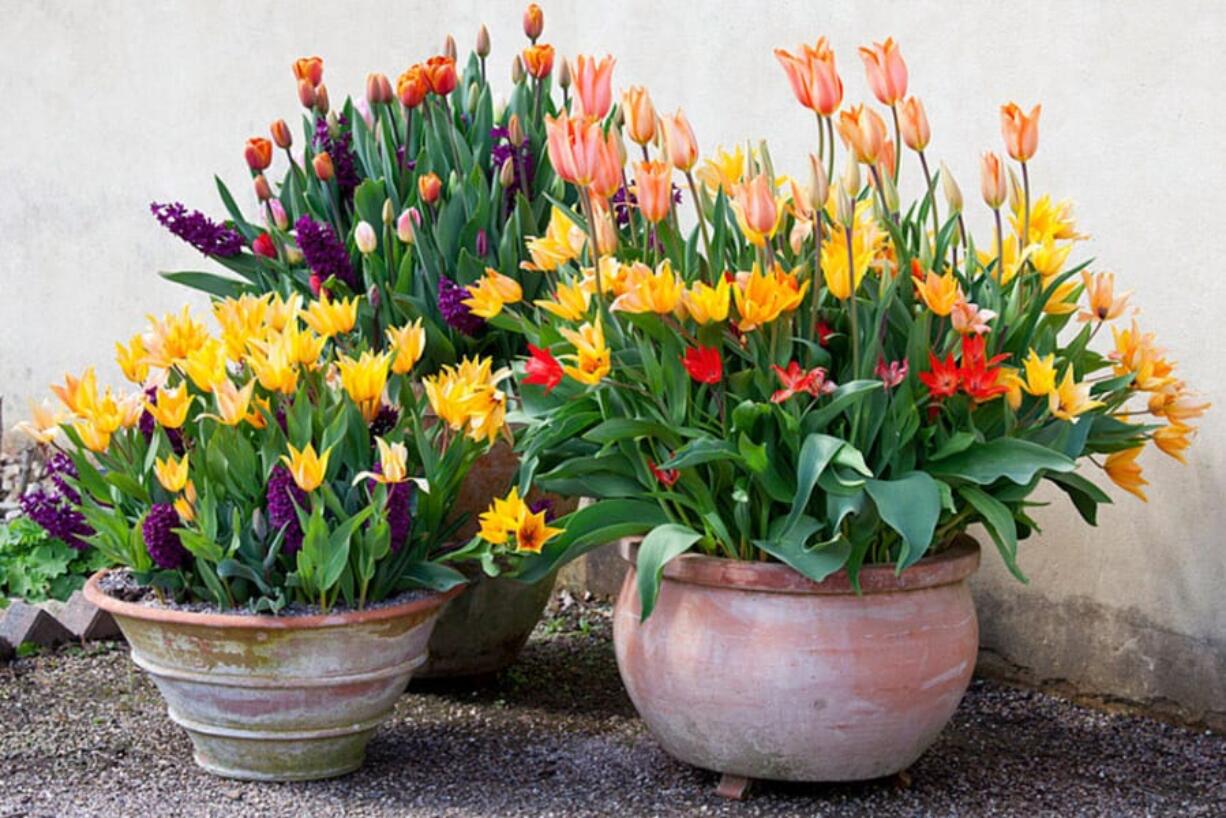 Large patio tubs or planter boxes are best for outdoor blooms, but ordinary pots can also be used.