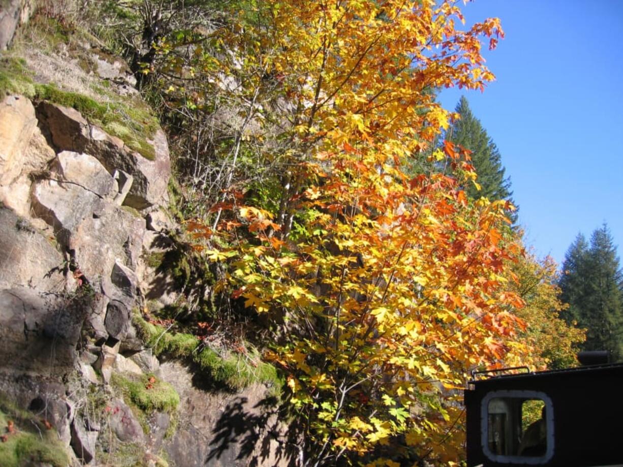 There’s no better way to take in lots of colorful fall foliage than via the Chelatchie Prairie Railroad’s 13-mile trek across north Clark County in October.