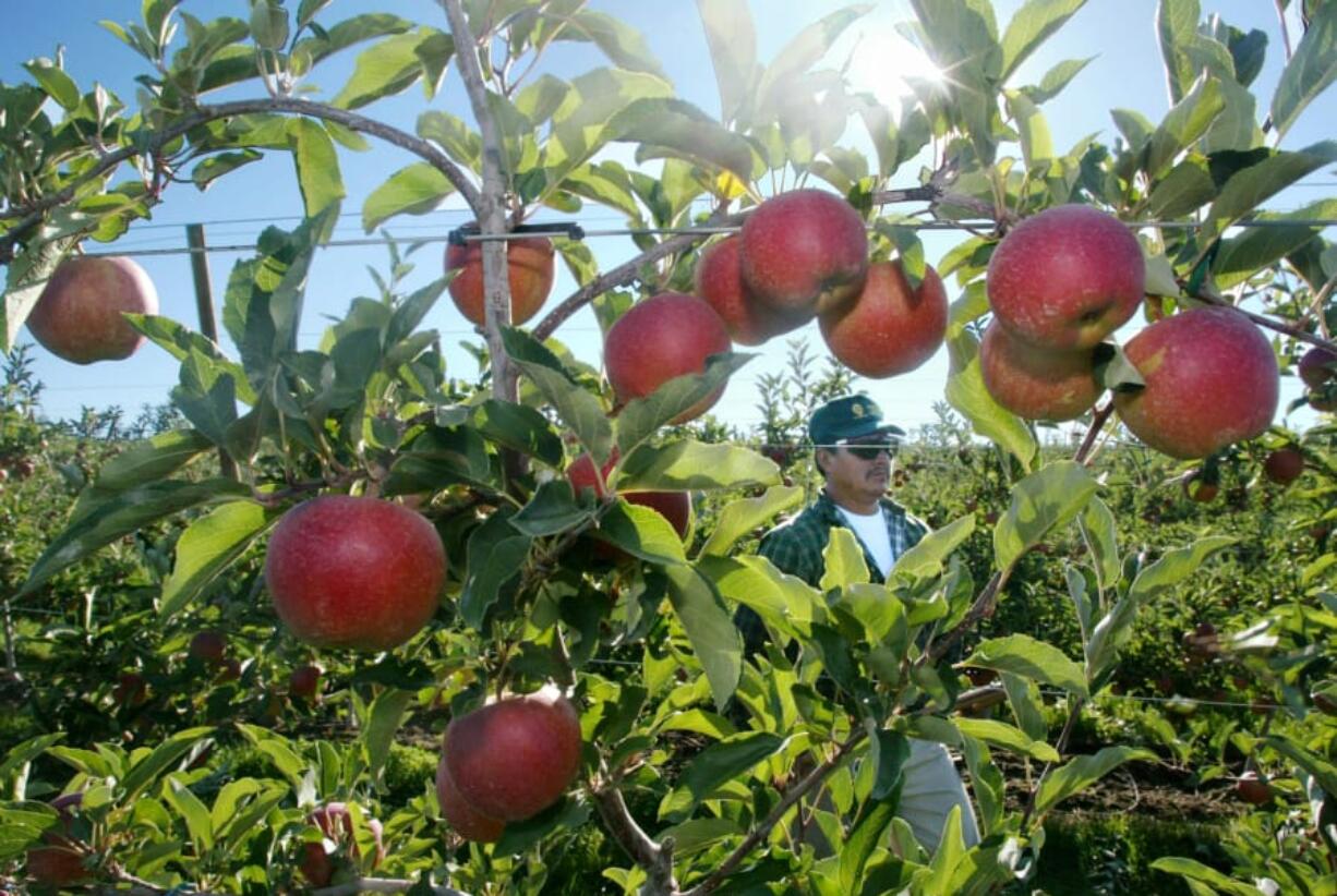 Esteban Reyes prunes apple trees in a Zirkle Fruit orchard near Gleed on August 13, 2003.