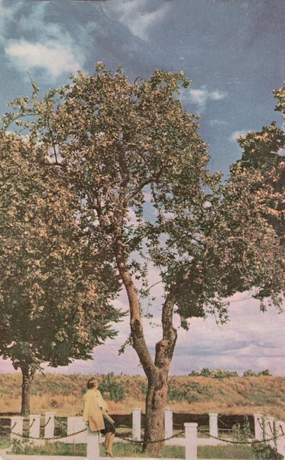 A photo of the Old Apple Tree from 1940.