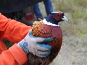 A rooster pheasant is held by Vancouver Wildlife League volunteer Randy Dalton prior to release. The pheasant program provides an upland game opportunity in a part of the state with few wild birds.