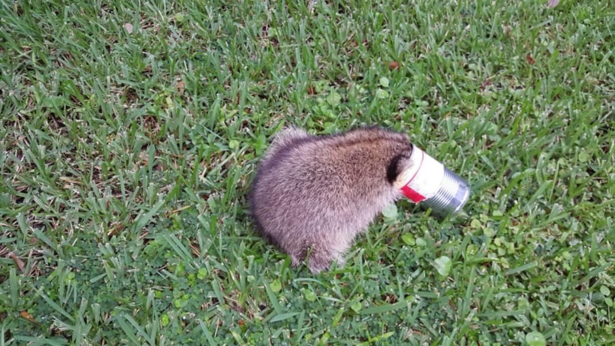 A can of ravioli was apparently too much temptation for a raccoon in southwest Florida. His head got stuck in the can but someone in Port Charlotte took the raccoon to a wildlife center where the can was clipped.