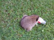 A can of ravioli was apparently too much temptation for a raccoon in southwest Florida. His head got stuck in the can but someone in Port Charlotte took the raccoon to a wildlife center where the can was clipped.