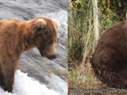 A female brown bear known as 409 Beadnose swelled over three months of devouring salmon in Katmai National Park and Preserve. She won the park’s Fat Bear Week contest this week for the second time in four years of the weeklong contest.