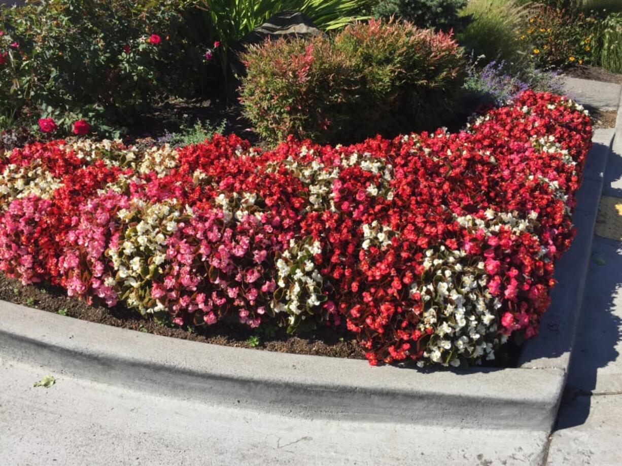 Bedding begonias have attractive flowers well into autumn.