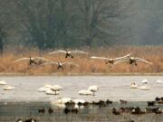 Wildlife lovers that walk the Carty Lake Trail at the Port of Ridgefield will be greeted by flocks of trumpeter and tundra swans. The birds will start arriving about Thanksgiving and will stay for the winter. T.