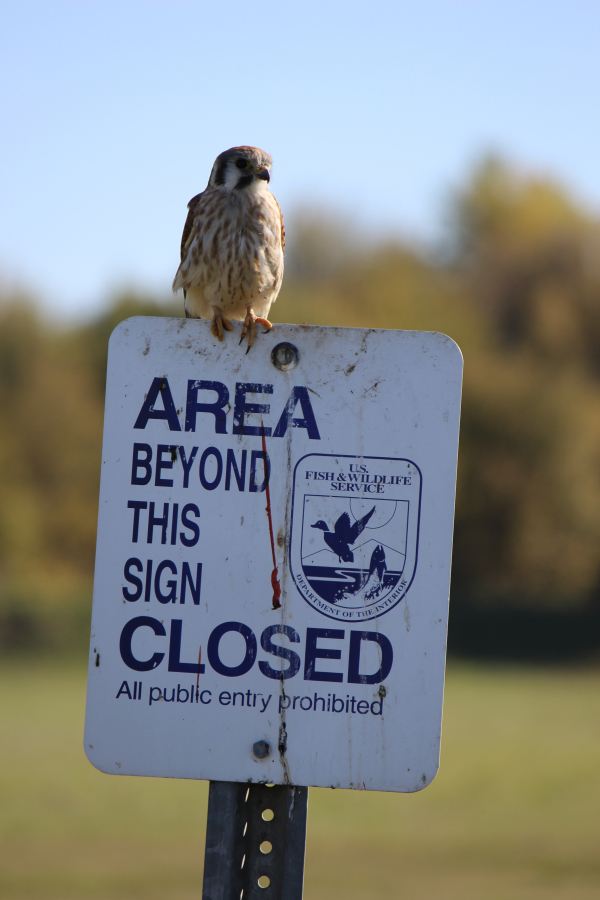 Flocks of ducks and geese, as well as wading birds, herons, egrets, and raptors, such as this American Kestral, will descend on the local refuges during this fall’s annual bird migration.