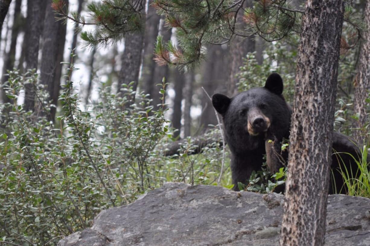 A black bear in the habitat it’s supposed to be in.