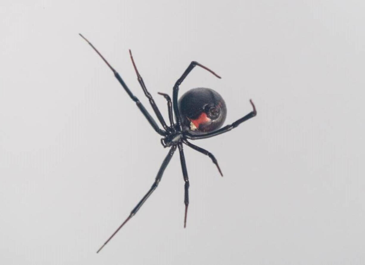 A black widow spider.