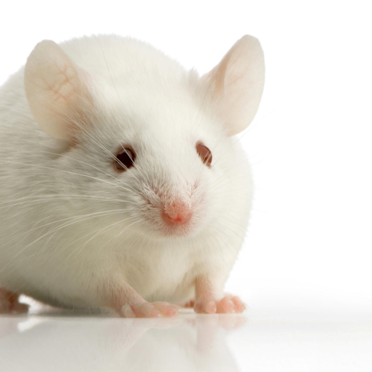 Cancer researchers investigating the role of a sepcific protein in cancer found that a natural protein turned out to be a powerful regulator of metabolism, helping obese laboratory mice lose some of their fat.