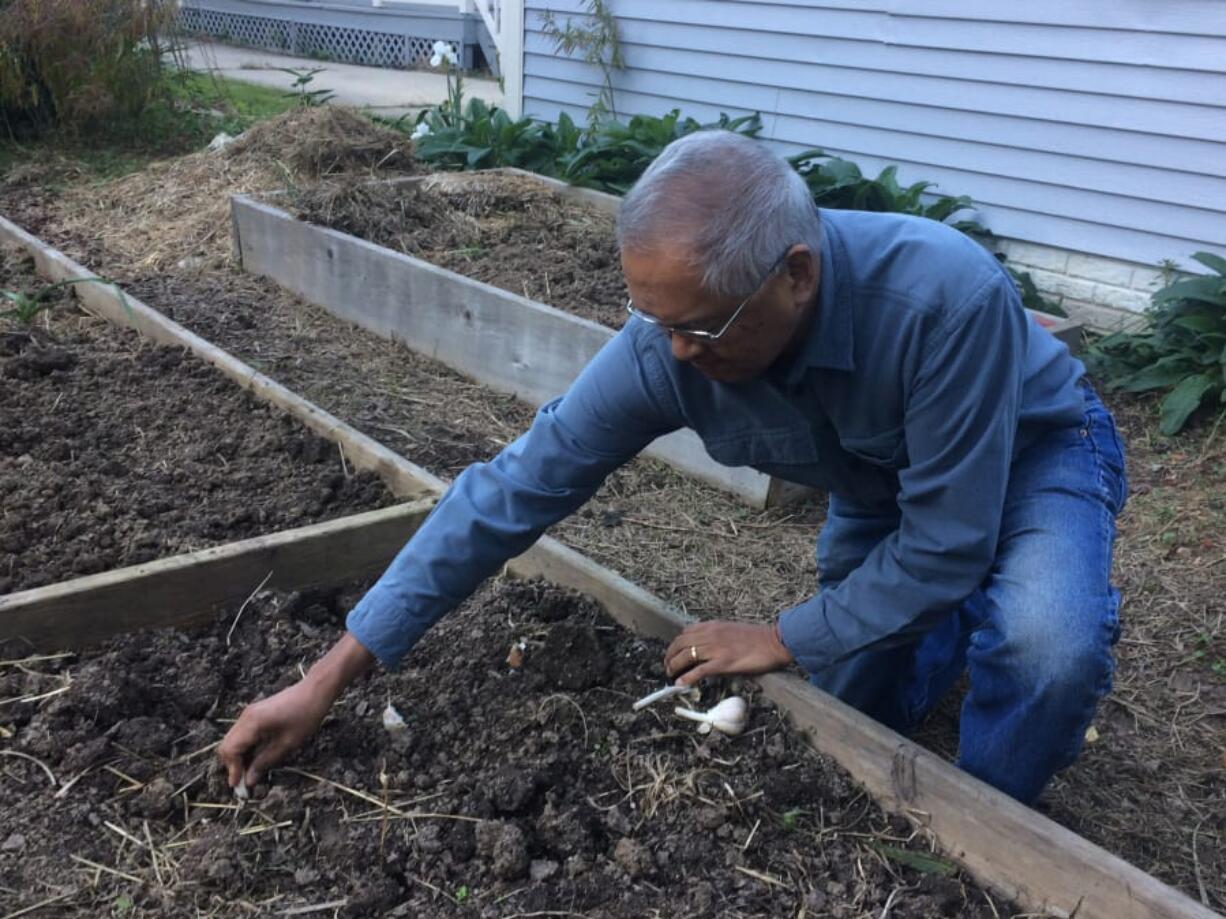 Tony Sarmiento demonstrates garlic clove spacing in his Silver Spring, Md., garden.