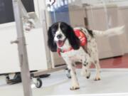 Freya, a springer spaniel, has been trained to detect malaria parasites in sock samples taken from children in Gambia.