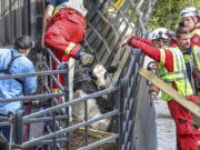 Cobb County firefighters worked with saws and extrication tools to free the cows pinned in the truck. Officials in Georgia had to call in the cavalry Monday, Oct. 1, 2018, after dozens of cows escaped when a tractor-trailer transporting them overturned on a busy junction north of Atlanta. The truck carrying 89 cows overturned around 3 a.m. on the cloverleaf of Interstate 75 and I-285. Many of the cows scattered, causing wrecks and clogging rush-hour traffic.