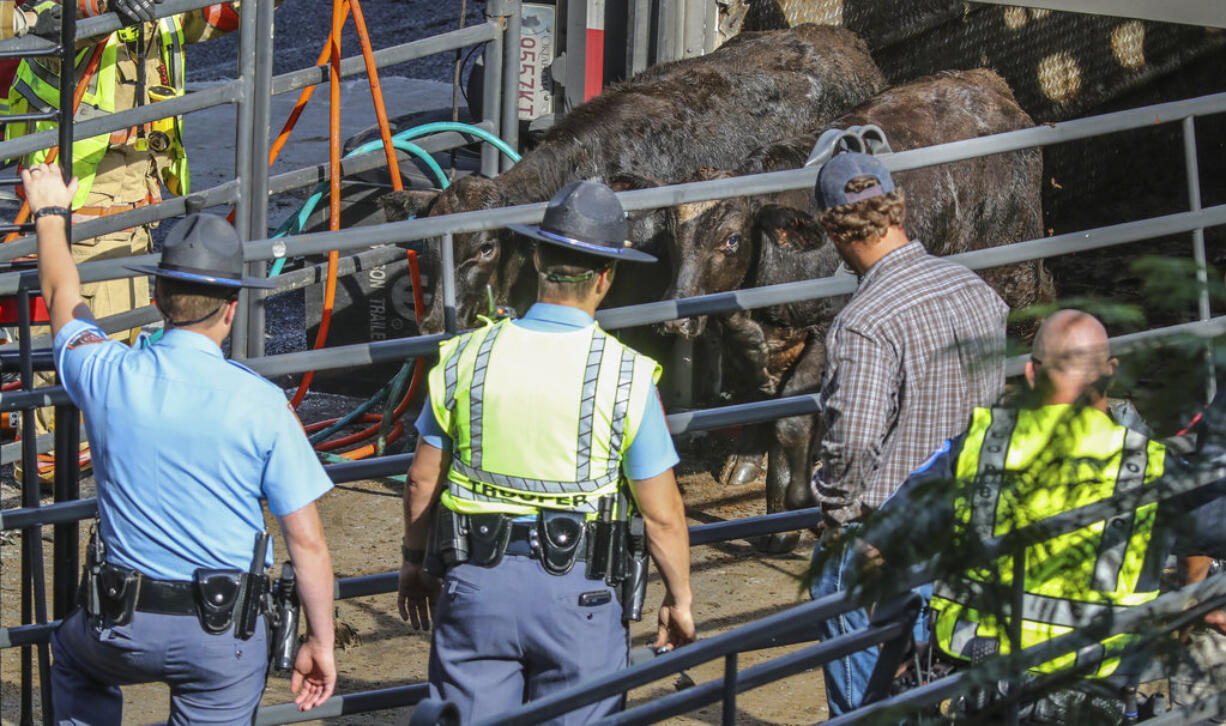 Authorities watch as cows are offloaded from the truck. Officials in Georgia had to call in the cavalry Monday, Oct. 1, 2018, after dozens of cows escaped when a tractor-trailer transporting them overturned on a busy junction north of Atlanta. The truck carrying 89 cows overturned around 3 a.m. on the cloverleaf of Interstate 75 and I-285. Many of the cows scattered, causing wrecks and clogging rush-hour traffic.