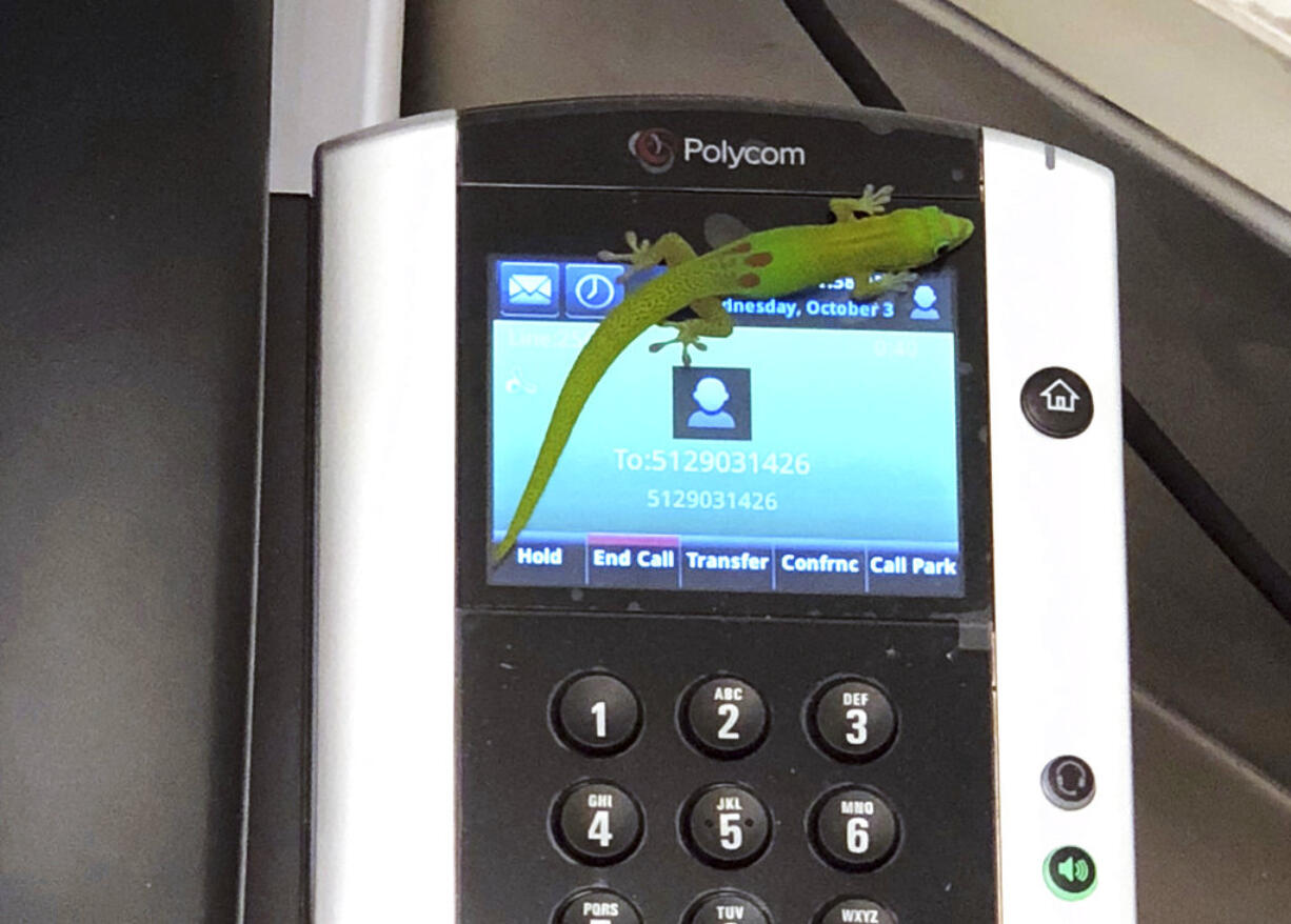 This Oct. 3, 2018, photo provided by The Marine Mammal Center hospital director Claire Simeone shows a gecko on a phone at the center in Kailua Kona, Hawaii. The gecko is the culprit in making numerous calls in the phones' recent call history with his tiny feet.