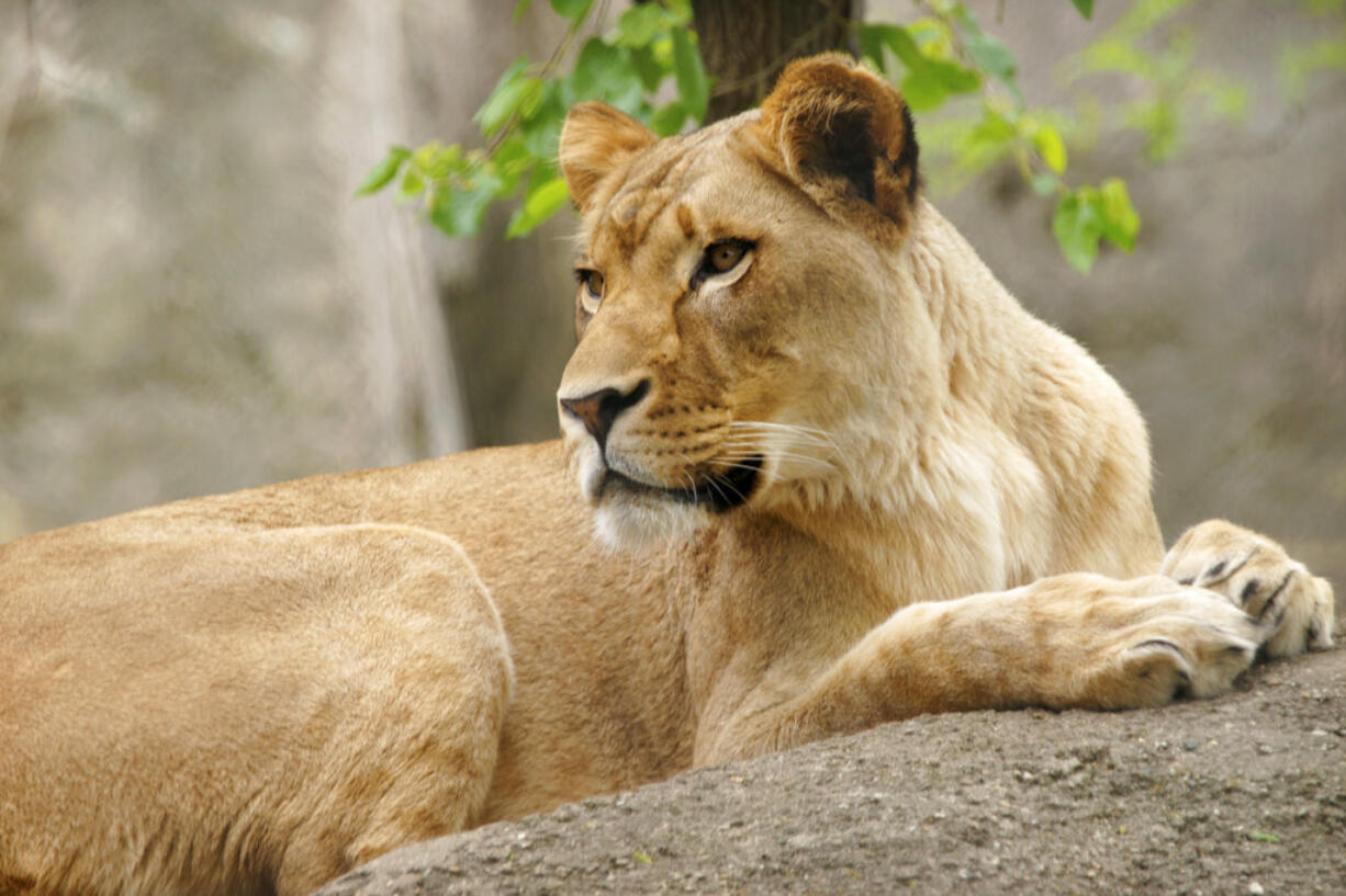 This undated photo provided by the Indianapolis Zoo shows the lion Zuri at the zoo in Indianapolis. The zoo said Friday, Oct. 19, 2018, that Zuri, attacked male Nyack in their outdoor yard Monday before the zoo opened for the day. A necropsy confirmed Nyack died of suffocation from injuries to his neck.