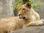 This undated photo provided by the Indianapolis Zoo shows the lion Zuri at the zoo in Indianapolis. The zoo said Friday, Oct. 19, 2018, that Zuri, attacked male Nyack in their outdoor yard Monday before the zoo opened for the day. A necropsy confirmed Nyack died of suffocation from injuries to his neck.